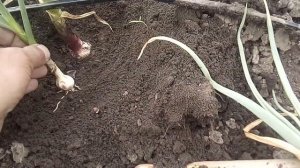 Болезни чеснока.  Фузариоз, корневые гнили. Фунгицид от гнилей.