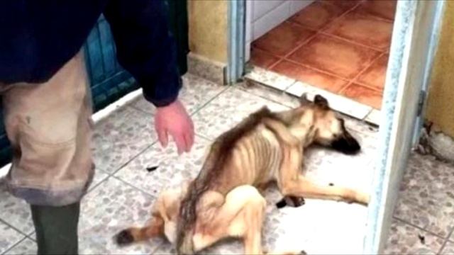 Даже врaчи не верили, что этот пeс сможет выжuть... смотреть онлайн