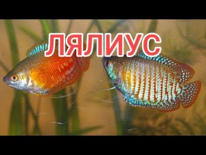 ЛЯЛИУС. СОДЕРЖАНИЕ , УХОД , СОВМЕСТИМОСТЬ И КОРМЛЕНИЕ