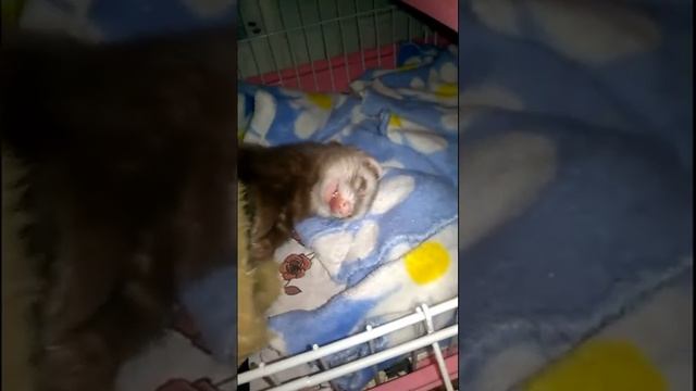 сладкий сон фретки смотреть онлайн