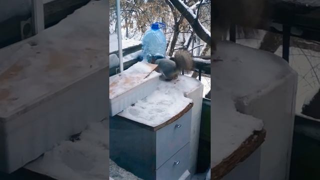 Белка, Не Балкон,А Склад!)#животные#белка#animals#жизньживотных#смешныеживотные#belka смотреть онлайн