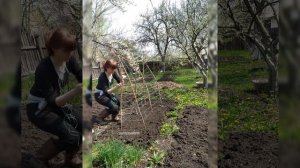 Опора для гороха и фасоли своими руками