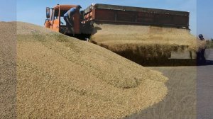 §13 "Сельское хозяйство. Растениеводство", География 9 класс, Полярная звезда