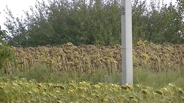 Красивое поле подсолнухов смотреть онлайн