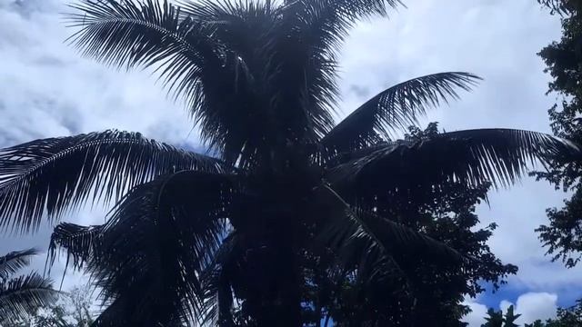 Как залезть на кокосовую пальму смотреть онлайн