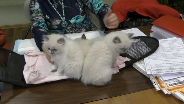 Бывают ли в фелинологии добровольные взносы? смотреть онлайн