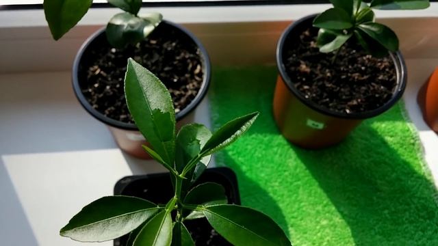 Как вырастить Мандарин из косточки дома (часть 3) смотреть онлайн