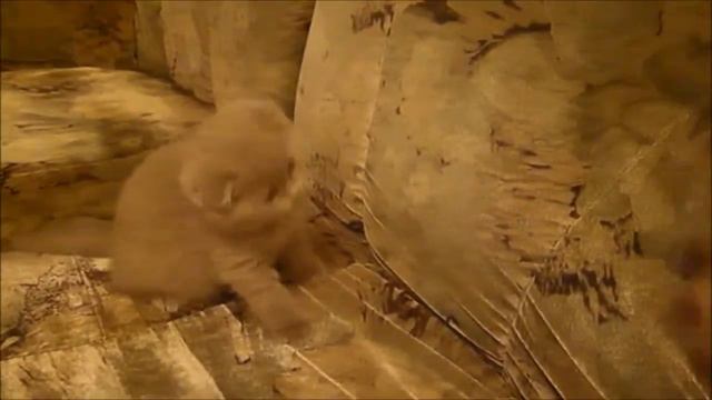 Funny little kitten | Funny cat | Scottish Fold смотреть онлайн