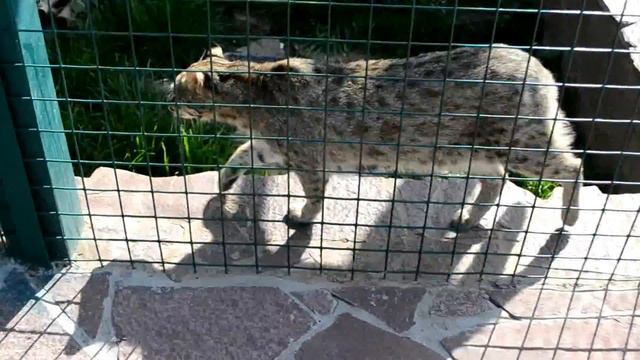 Лесной кот смотреть онлайн