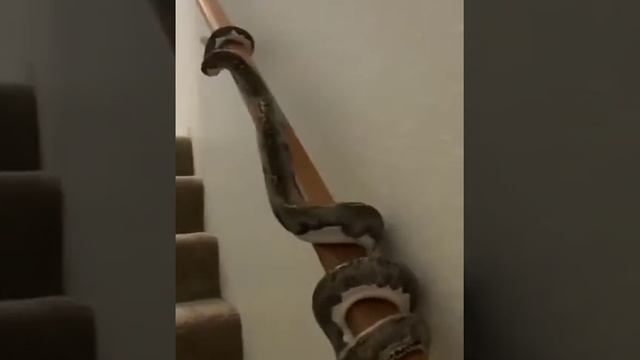 African Rook Python tries to Enter Home смотреть онлайн