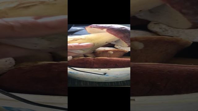 Собрали белые грибы