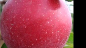 Яблоня-парадокс Граф Эззо: гигантские плоды на низких деревьях!Этот немец не боится русских морозов