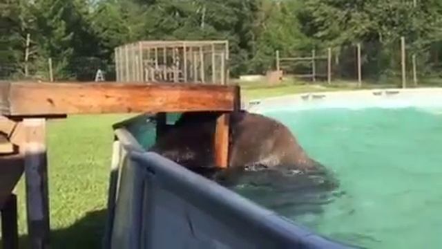 Belly flop on Honey Bear! смотреть онлайн