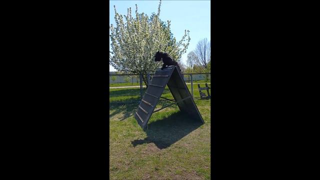 3 ринг ЧПФО-2023. Пашкина и ризеншнауцер Шедол смотреть онлайн