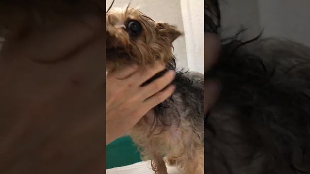 ②ヨーキーのトムちゃんの下顎犬歯がグラグラでヨダレが多い、歯周炎、歯根膜炎 смотреть онлайн