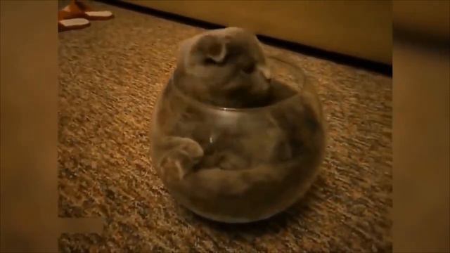ПРИКОЛЫ С КОТАМИ 2024 / FUN WITH CATS 2024 (Смешные коты) смотреть онлайн