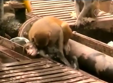 Как обезьяна «реанимировала» другую обезьяну