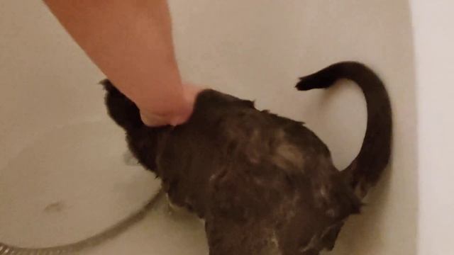 ВЛОГ ?? / Как помыть кота БЕЗ ПРОБЛЕМ / Идеальное спокойствие ??? #мытькота #купание #влог смотреть онлайн