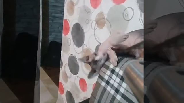 Кот, который любит пылесос смотреть онлайн