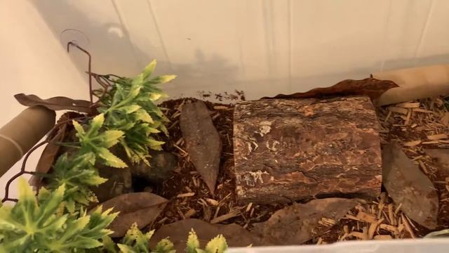 NEW !!! Set Up !! Ball Python Bin Enclosure смотреть онлайн