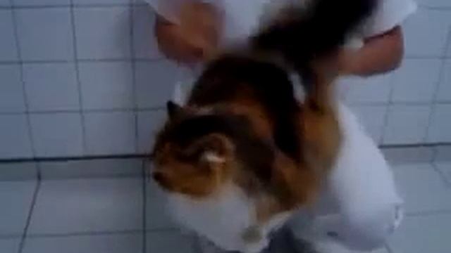 Кот мазохист смотреть онлайн