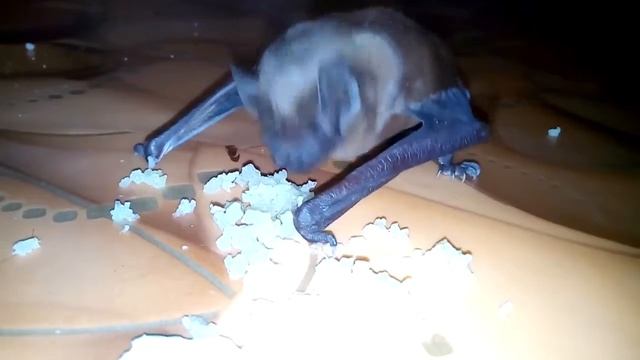 Летучая мышь ест капусту. Или чем кормить летучую мышь в домашних условиях смотреть онлайн