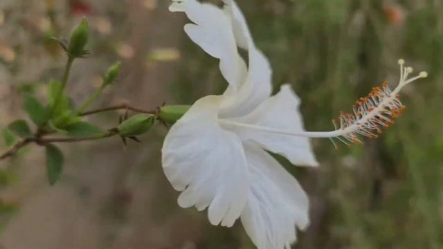 BEAUTY OF NATURE/Flowers/Красота природы рядом с домом смотреть онлайн