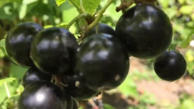 Чёрная смородина на моем участке смотреть онлайн