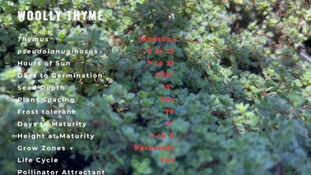 The Growing Popularity of Woolly Thyme! (Thymus serpyllum) смотреть онлайн