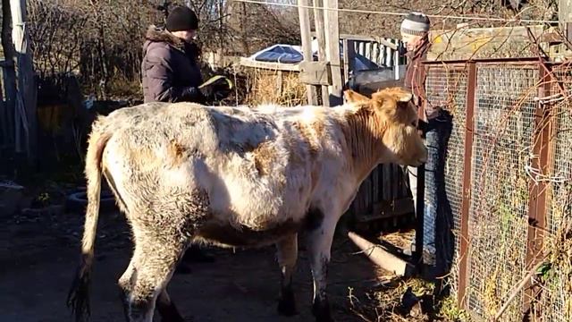 Наша первая корова