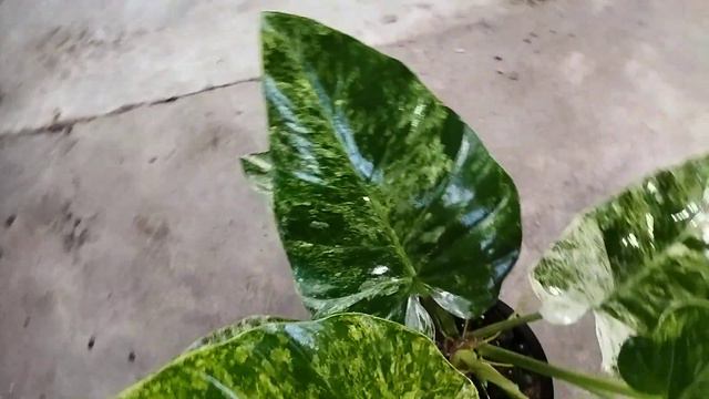 Philodendron Giganteum Variegated