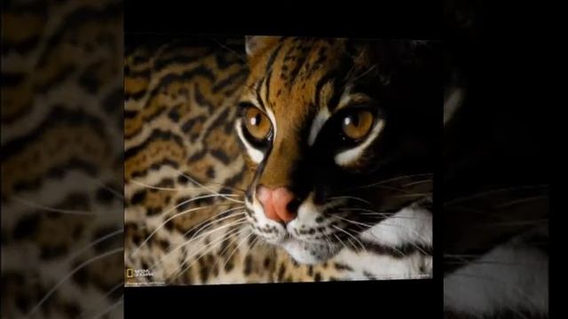 Фото животные. ; смотреть онлайн