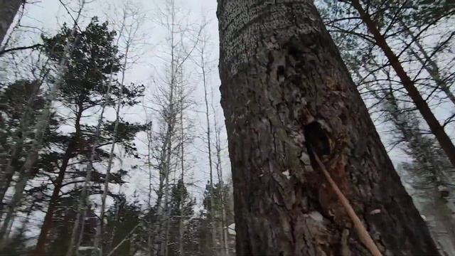 Охота с лайками на куницу. Изящный прыжок. смотреть онлайн