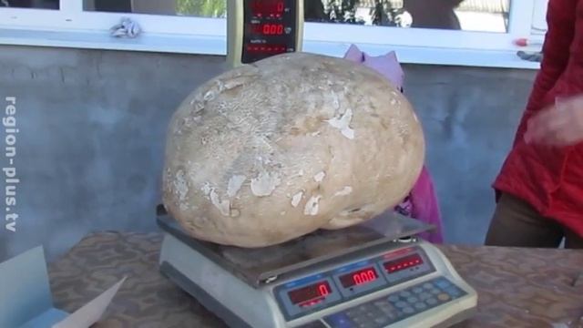 Гриб-великан. Жители района нашли дождевик весом 6,2 кг смотреть онлайн