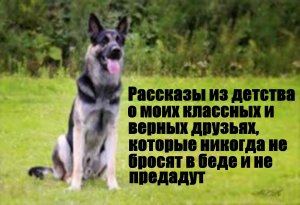 Истории о братьях наших меньших. Самый надёжный и преданный друг. Аудио рассказы.