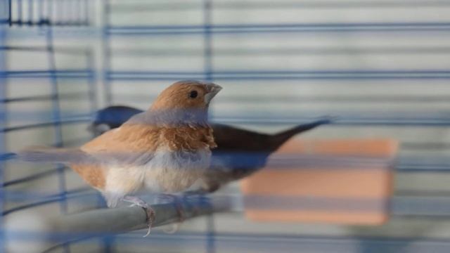 Японские амадины/Bengalese Finches