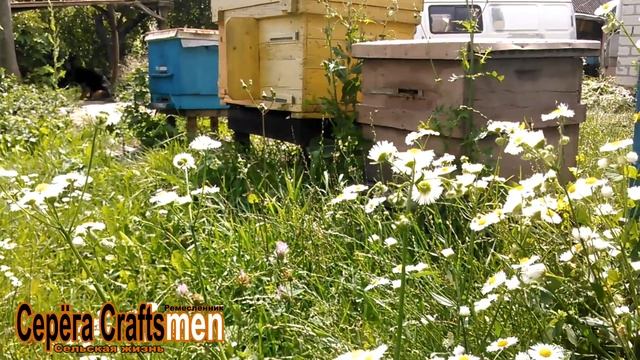?️??Получение и использование настоящего эфирного масла полыни для борьбы с клещем Варроа смотреть онлайн