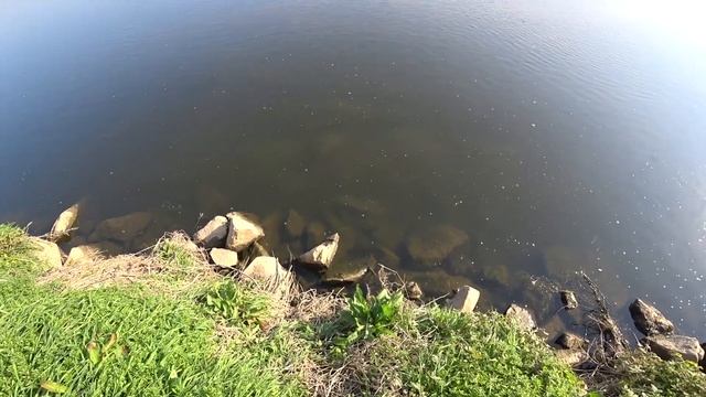 Обездвижил Крупного Сазана, Рыбалка с Рогаткой смотреть онлайн