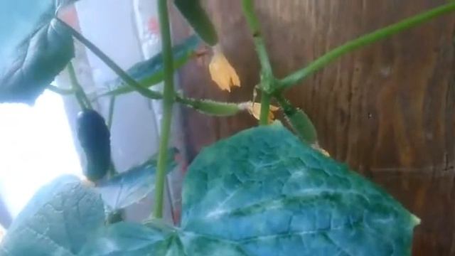 Как вырастить огурцы на балконе. Огород на балконе смотреть онлайн