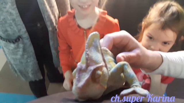 Карина играет со змеёй и игуаной .... в контактном зоопарке! смотреть онлайн