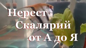 Разведение Скалярий от А до Я, выращивание малька: 90 дней за 30 минут с пояснениями и нюансами.