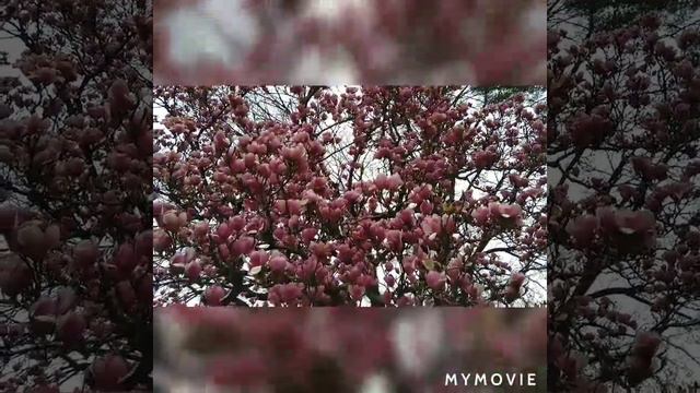Beautiful Magnolia flowers смотреть онлайн