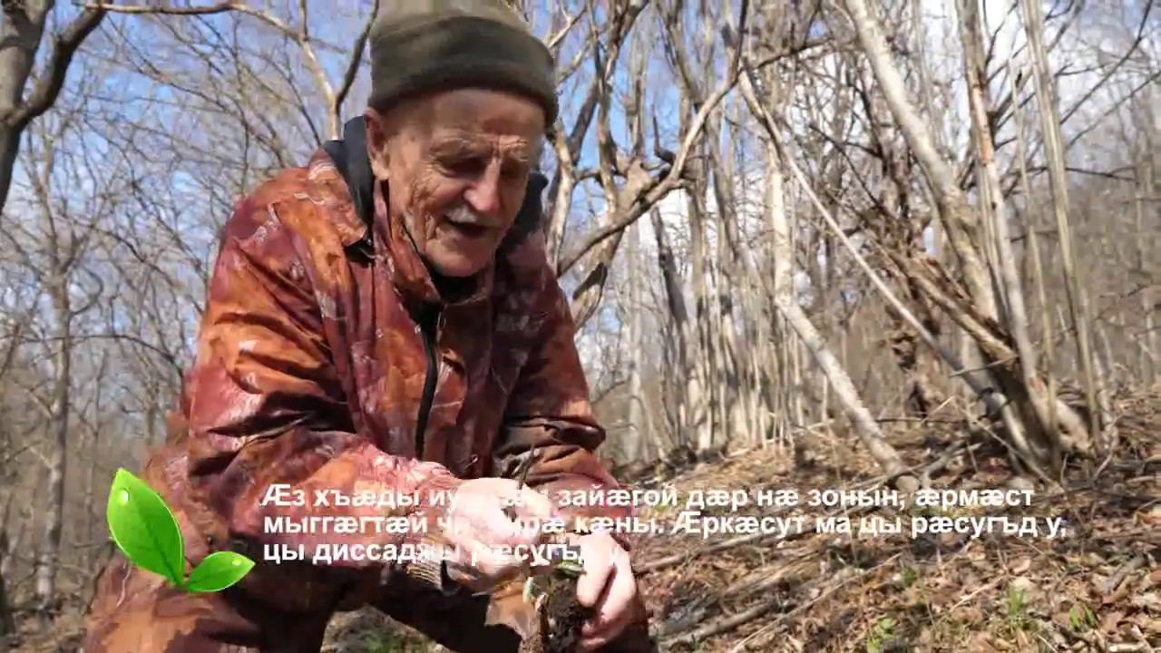 Кардаг (ТРАВЫ) - Малусаг ( ПОДСНЕЖНИК - ядовитый и нежный ) смотреть онлайн