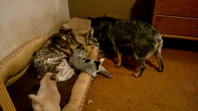 PuppyMayhem смотреть онлайн