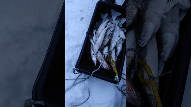 Опять попали на раздачу судака👍 смотреть онлайн