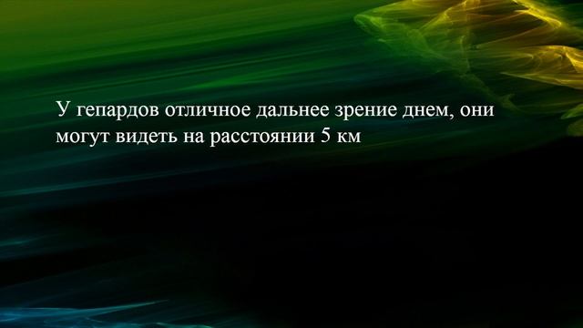Гепард напал на человека. Любопытные факты о гепардах.