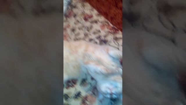 ИЧИ, САМЫЙ ПРИКОЛЬНЫЙ КОТ смотреть онлайн