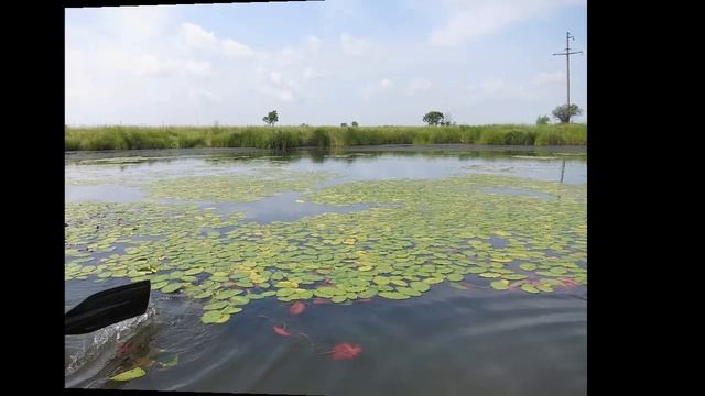 Водные растения7 Декоративные растения смотреть онлайн