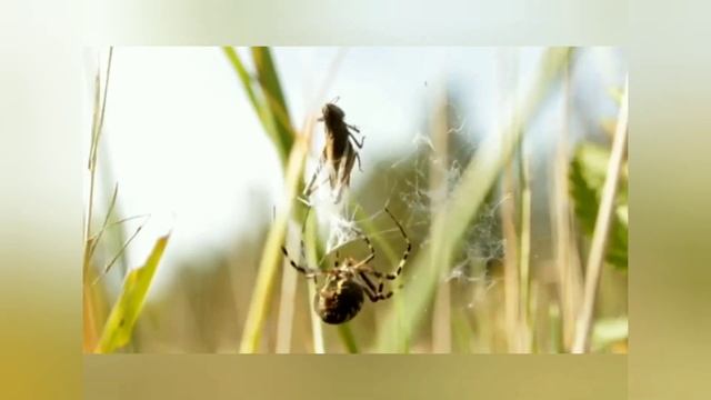 Лилия Гаврилова, воспитатель школы № 2083. В траве сидел кузнечик смотреть онлайн