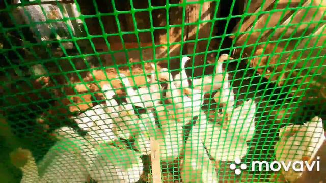 Все едят одно и тоже// чем кормлю животных летом? смотреть онлайн